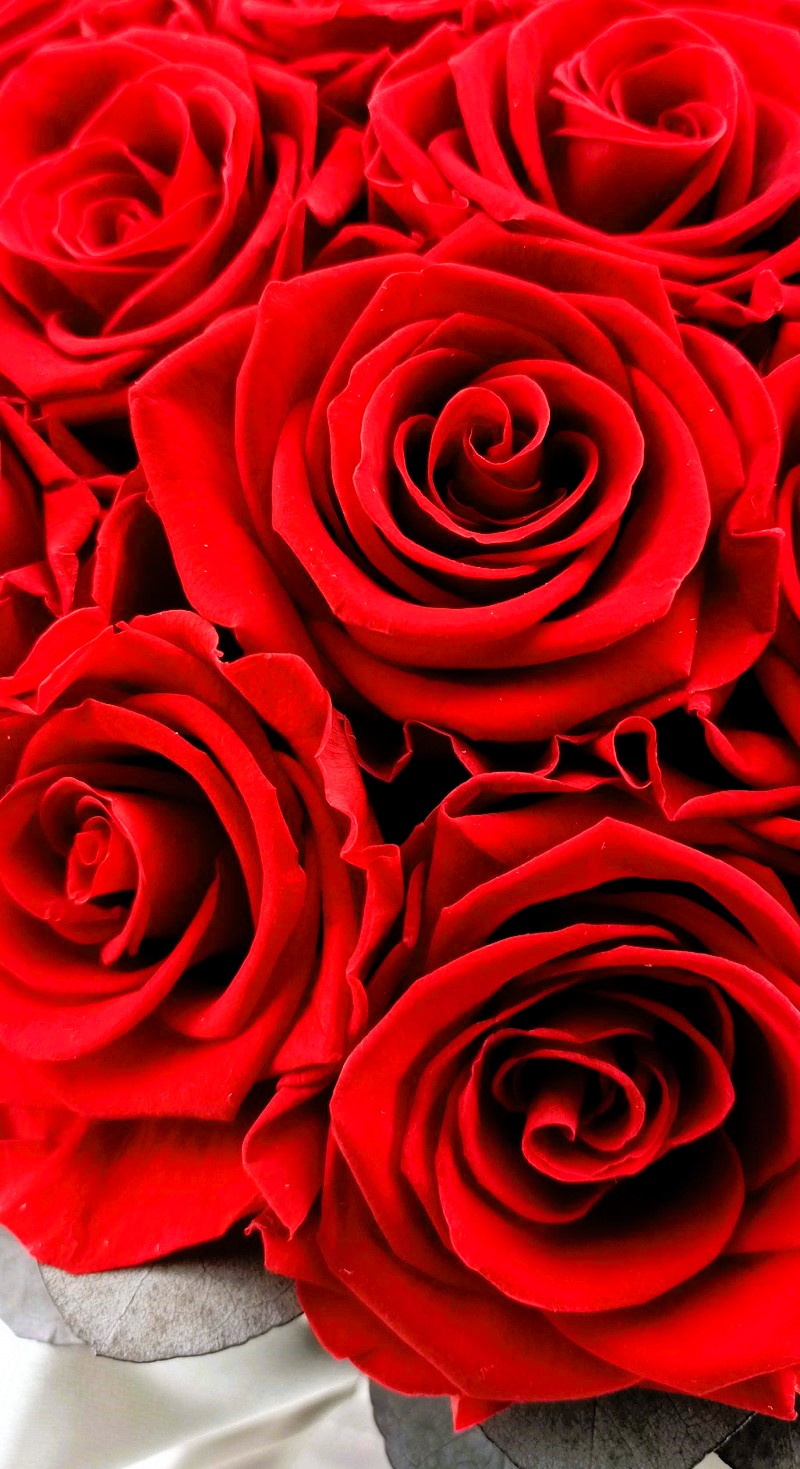 Rose Belle Box Splendid M czerwony - obrazek 6