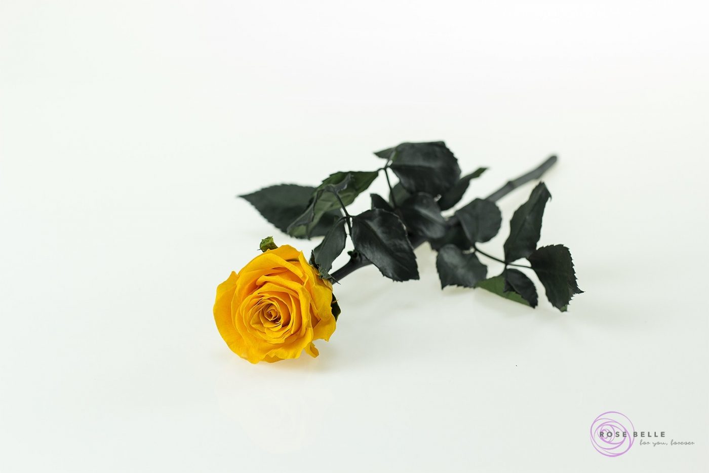 Róża wieczna 30cm - obrazek 6